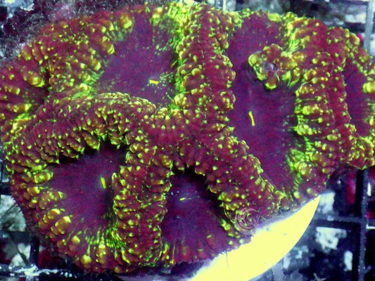 Neon Alien Grape Blastomussa wellsi