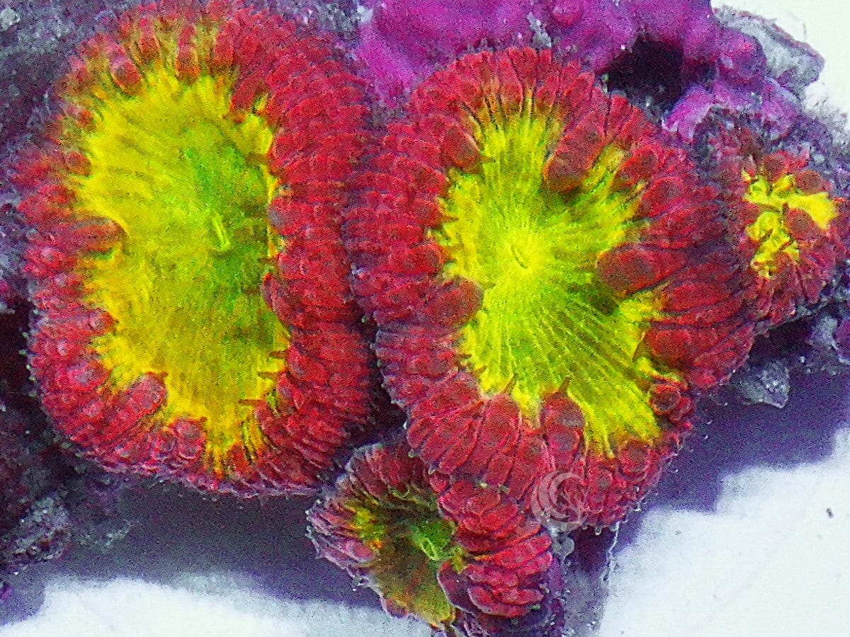 Vampire Blood Blastomussa wellsi