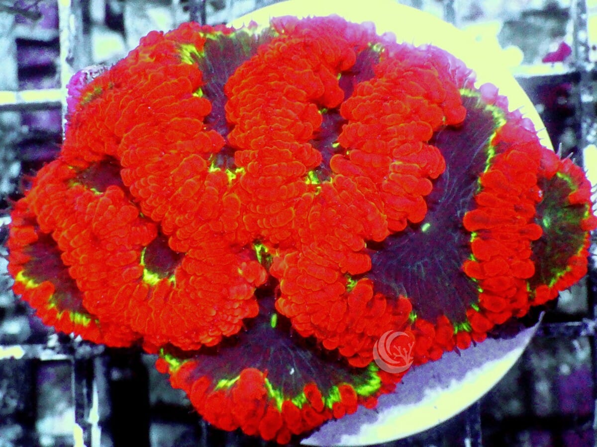 Passion Pool Blastomussa wellsi