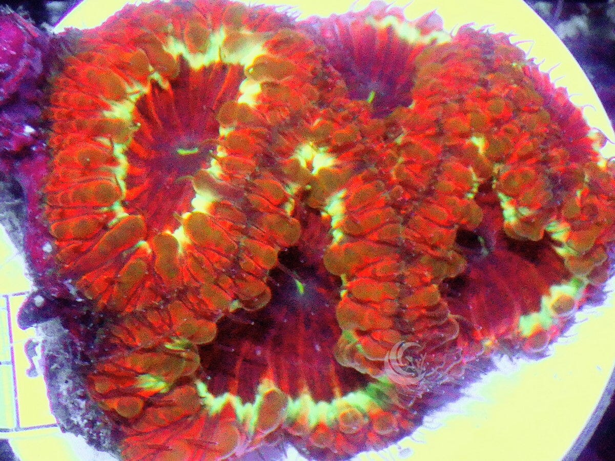 Radioactive Neon Rim Blastomussa wellsi