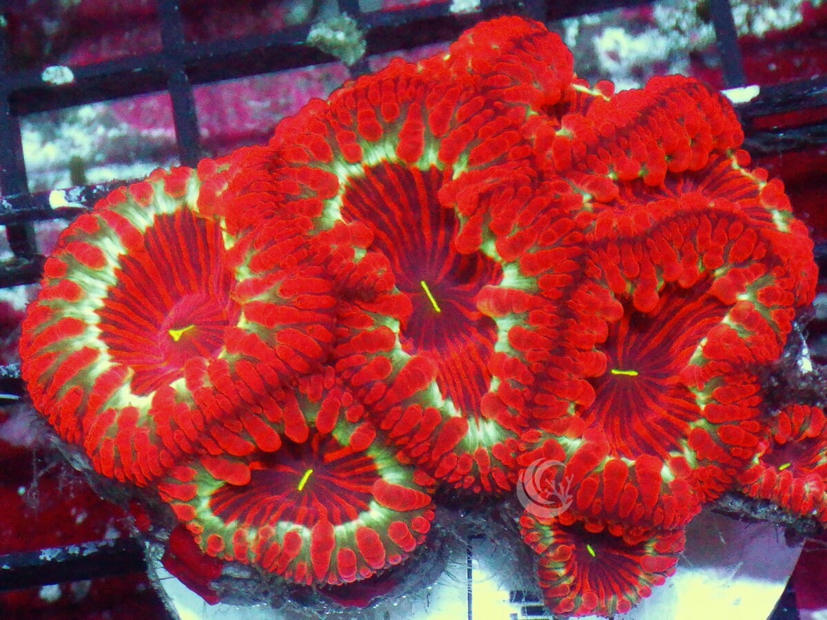 Radioactive Neon Rim Blastomussa wellsi