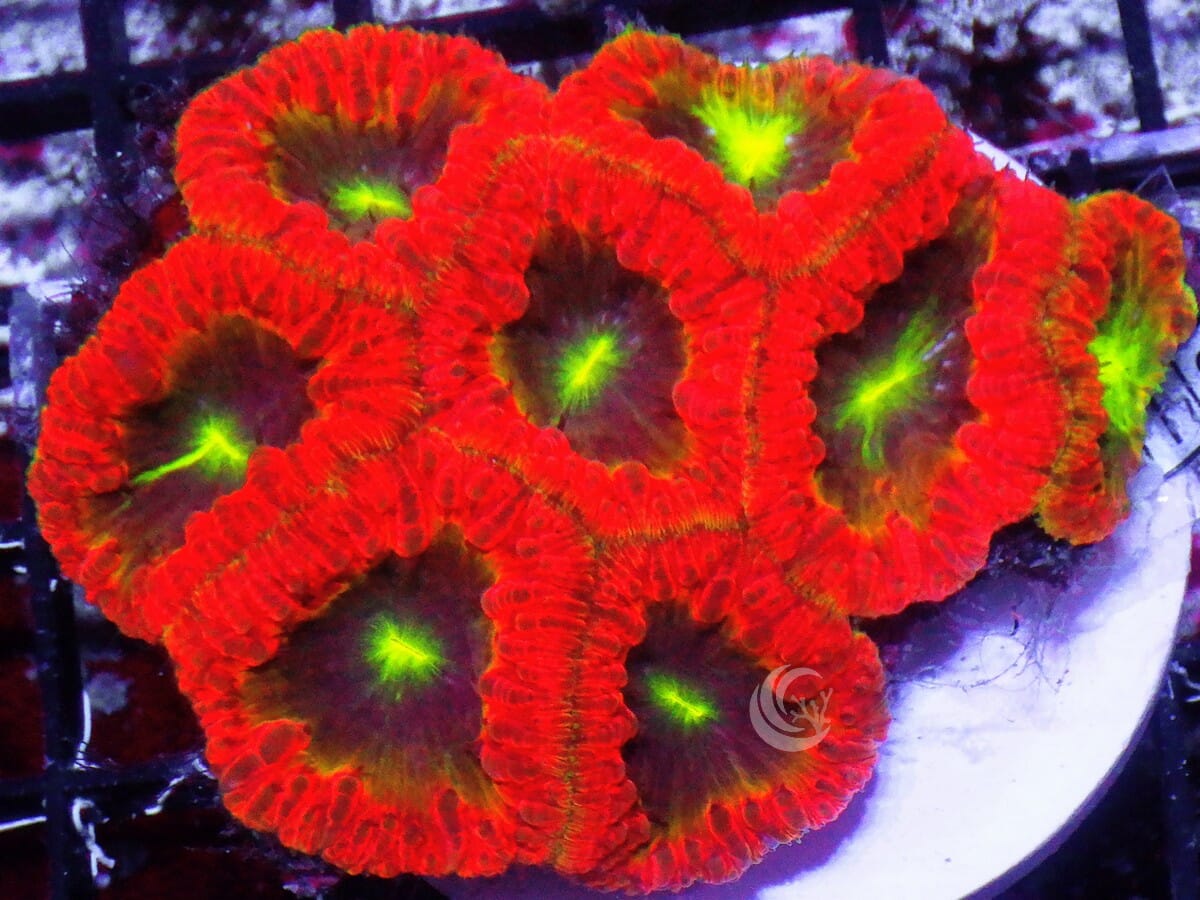 Supernova Blastomussa wellsi