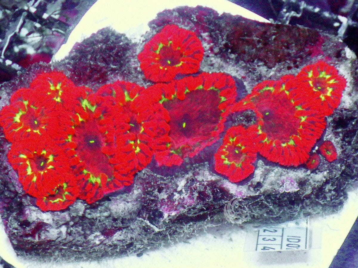 Yellow Ribbon Blastomussa wellsi