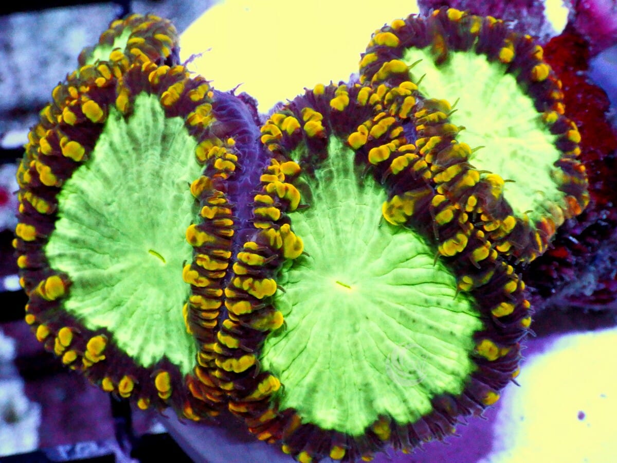 Plum Punch Blastomussa wellsi