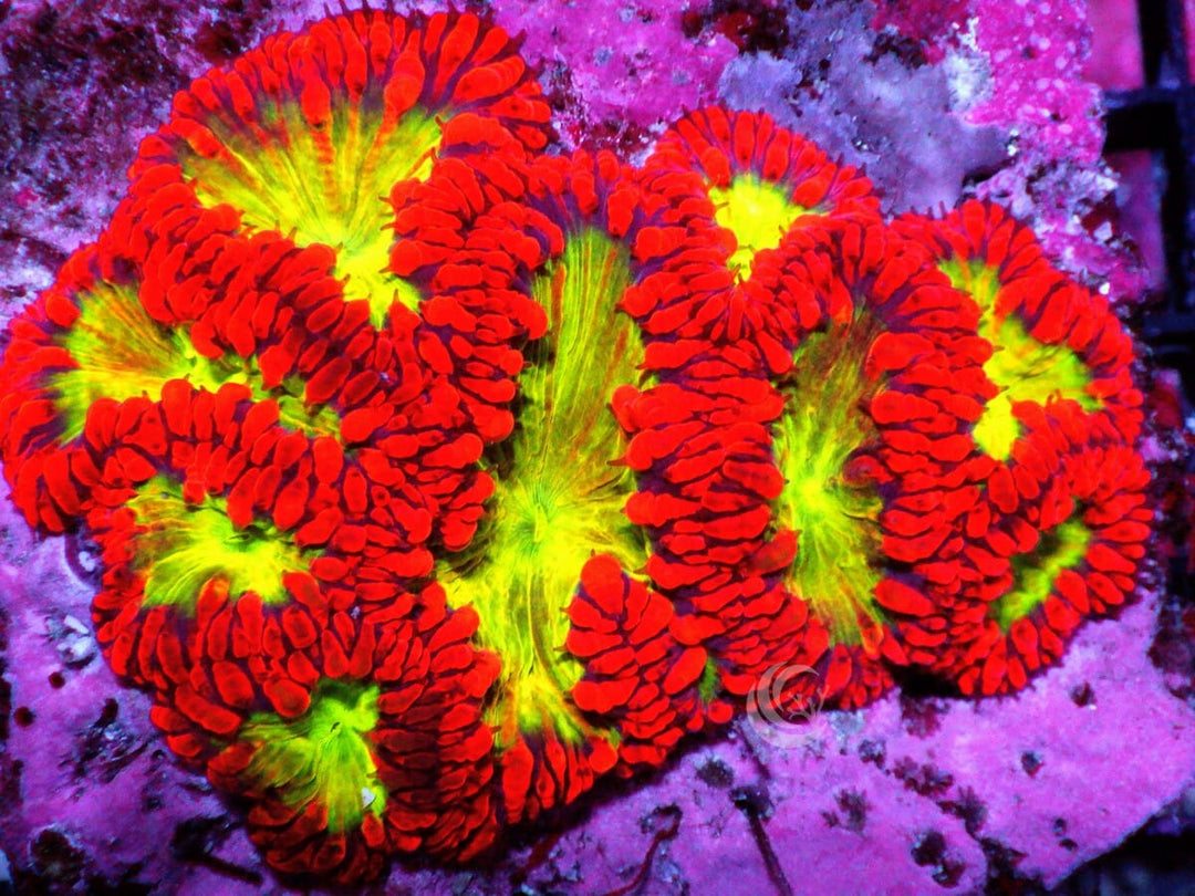 Vampire Blood Blastomussa wellsi