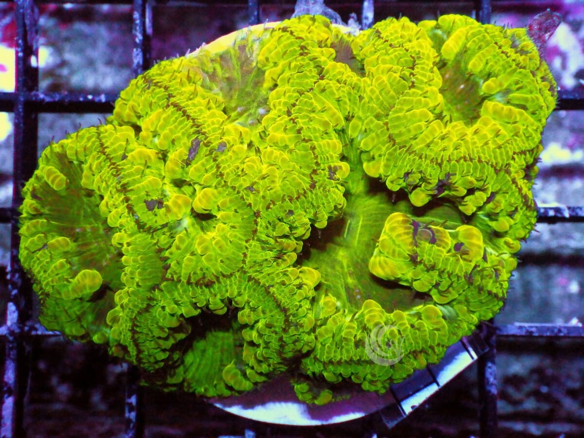 Enchanted Forest Blastomussa wellsi