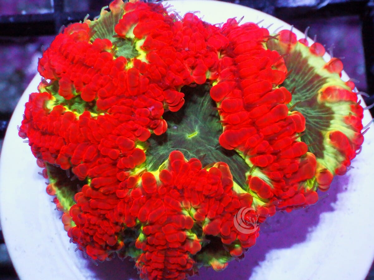 Lemon Lime Blastomussa wellsi