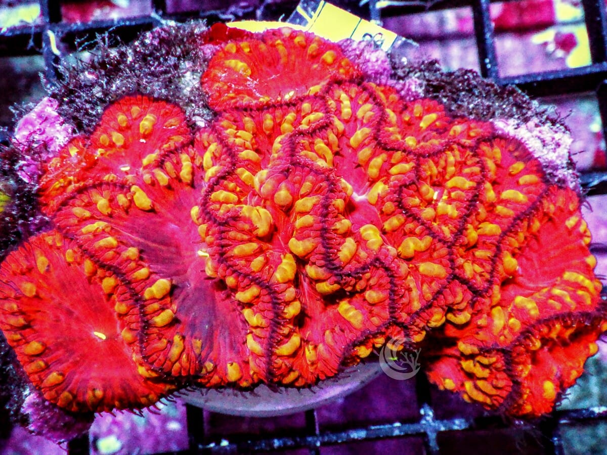 Gold Chunks Blastomussa wellsi