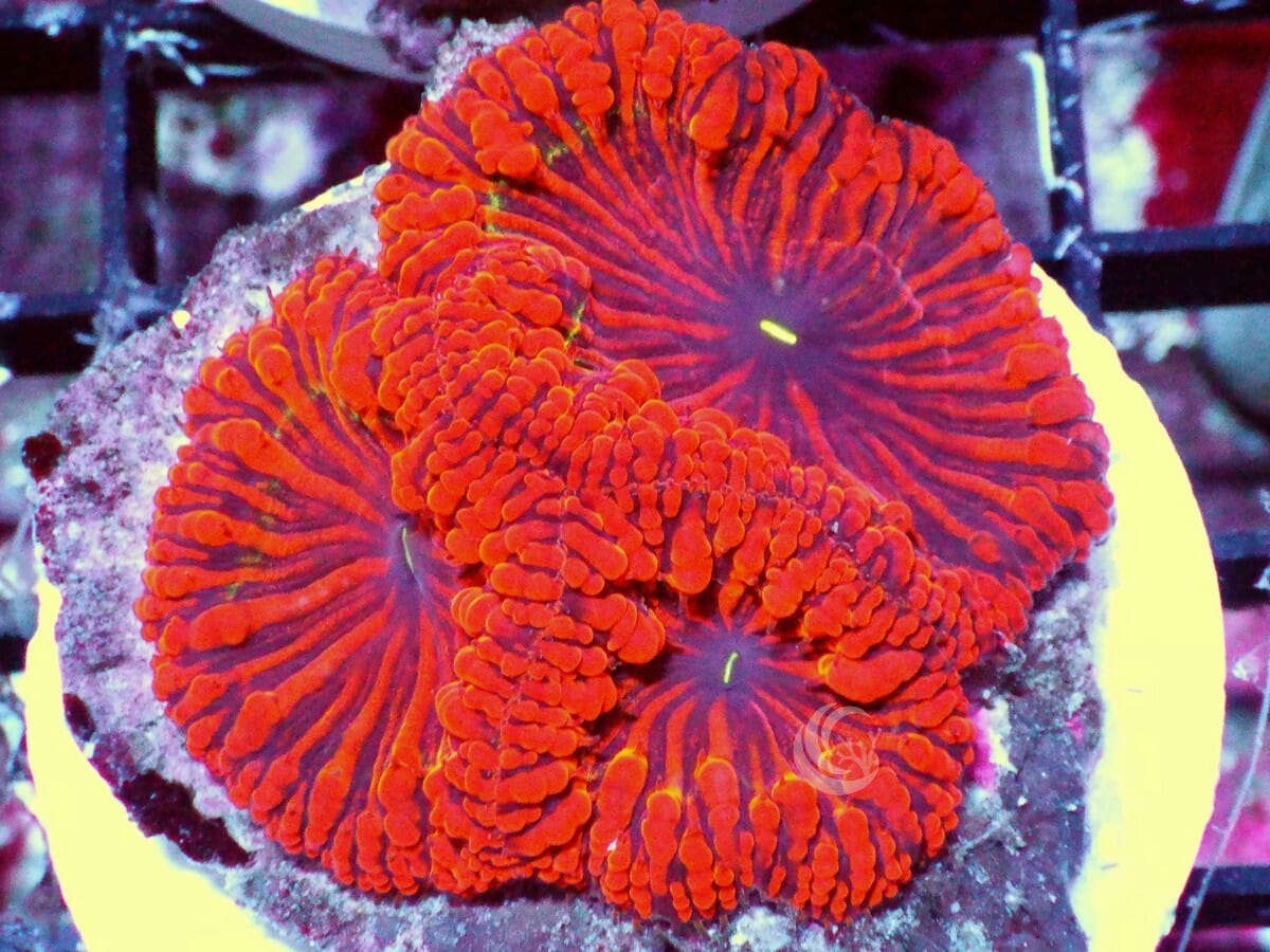 Lava Flow Blastomussa wellsi