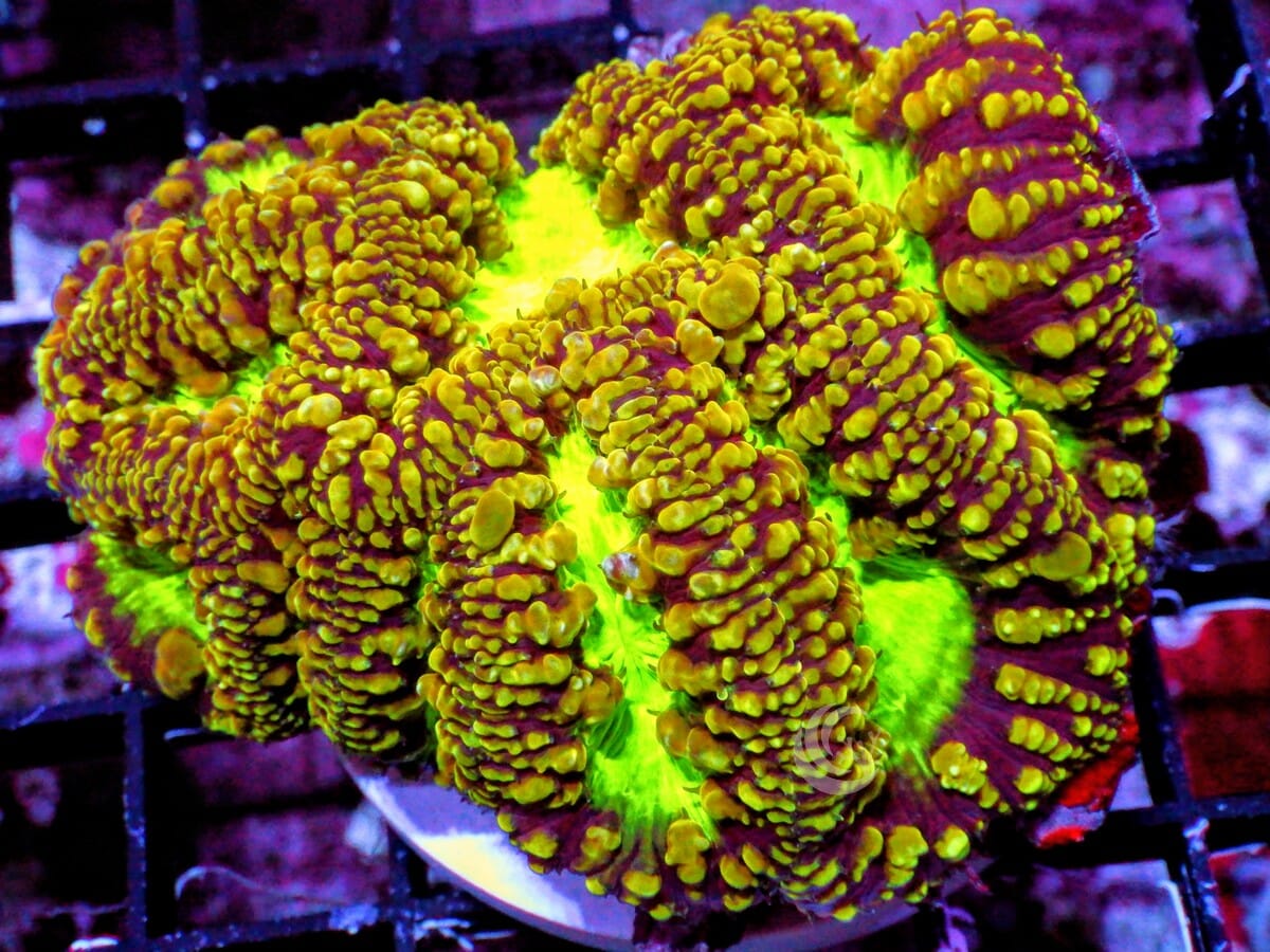 Rum Punch Blastomussa wellsi