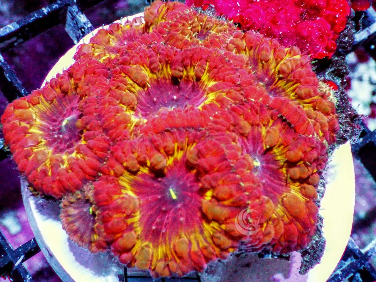 Yellow Ribbon Blastomussa wellsi