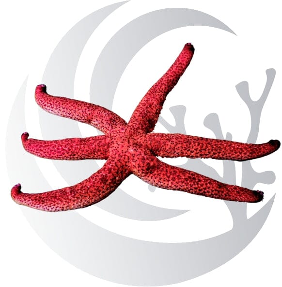 Burgundy Starfish