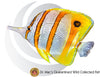 Australian Copperband Butterflyfish