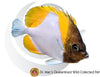 Austrailian Pyramid Butterflyfish