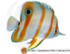 Copperband Butterflyfish