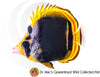 Flavirostris Butterflyfish