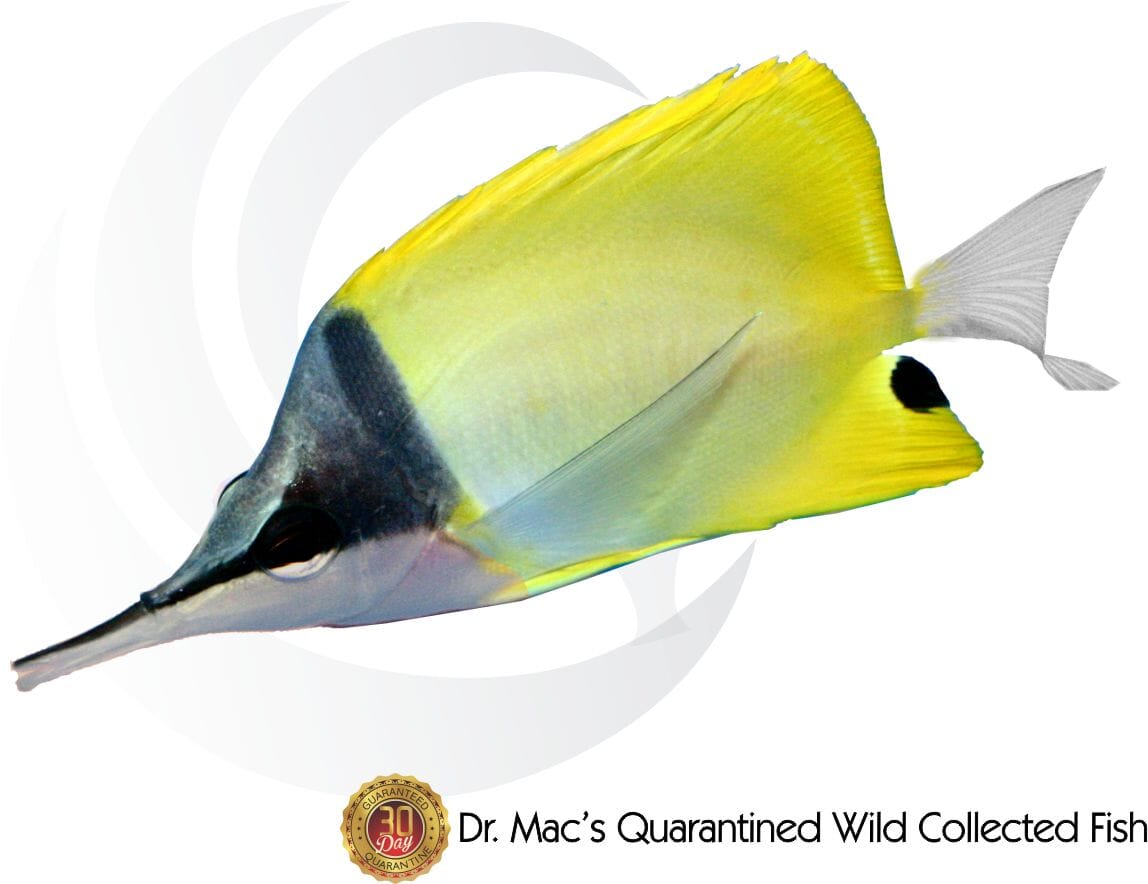 Longnose Butterflyflsh