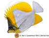 Pyramid Butterflyfish