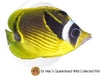 Racoon Butterflyfish