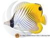 Threadfin Butterflyfish