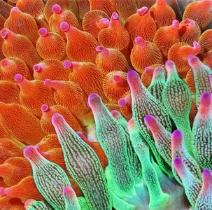 Shop Aquacultured Products & Live Corals for Sale