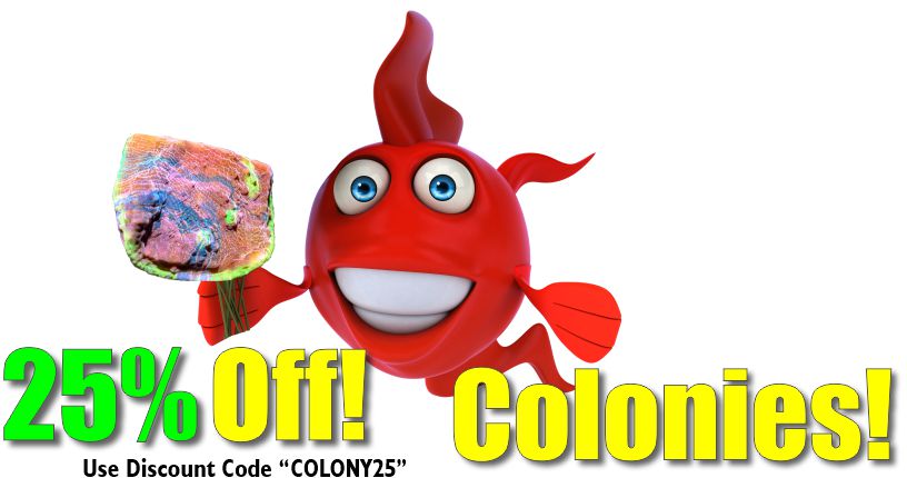 Colonies 25% Off