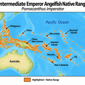 Intermediate Emperor Angelfish (Pomacanthus imperator) native range map highlighting its Indo-Pacific distribution in orange, including Indonesia, the Philippines, Papua New Guinea, and western and central Pacific island regions.