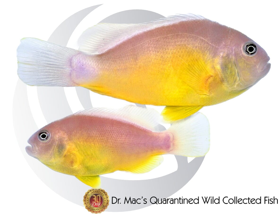 Pink Skunk Clownfish Mated Pair