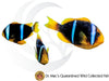 TRIO Bluestriped Clownfish