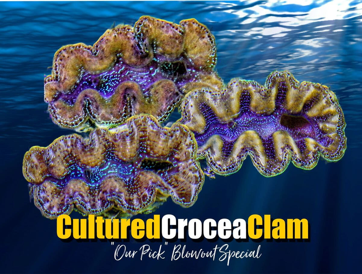"Our Pick" Cultured Crocea Clams