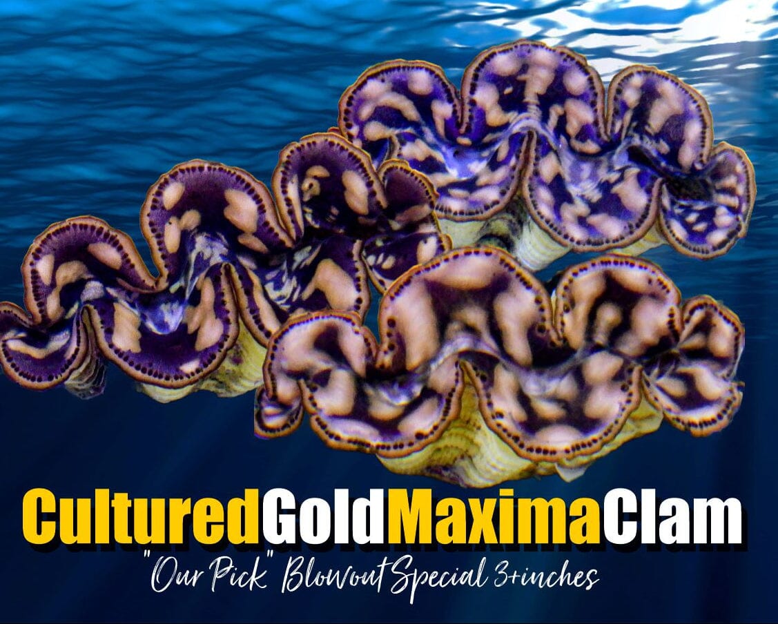 "Our Pick" Cultured Maxima Clams