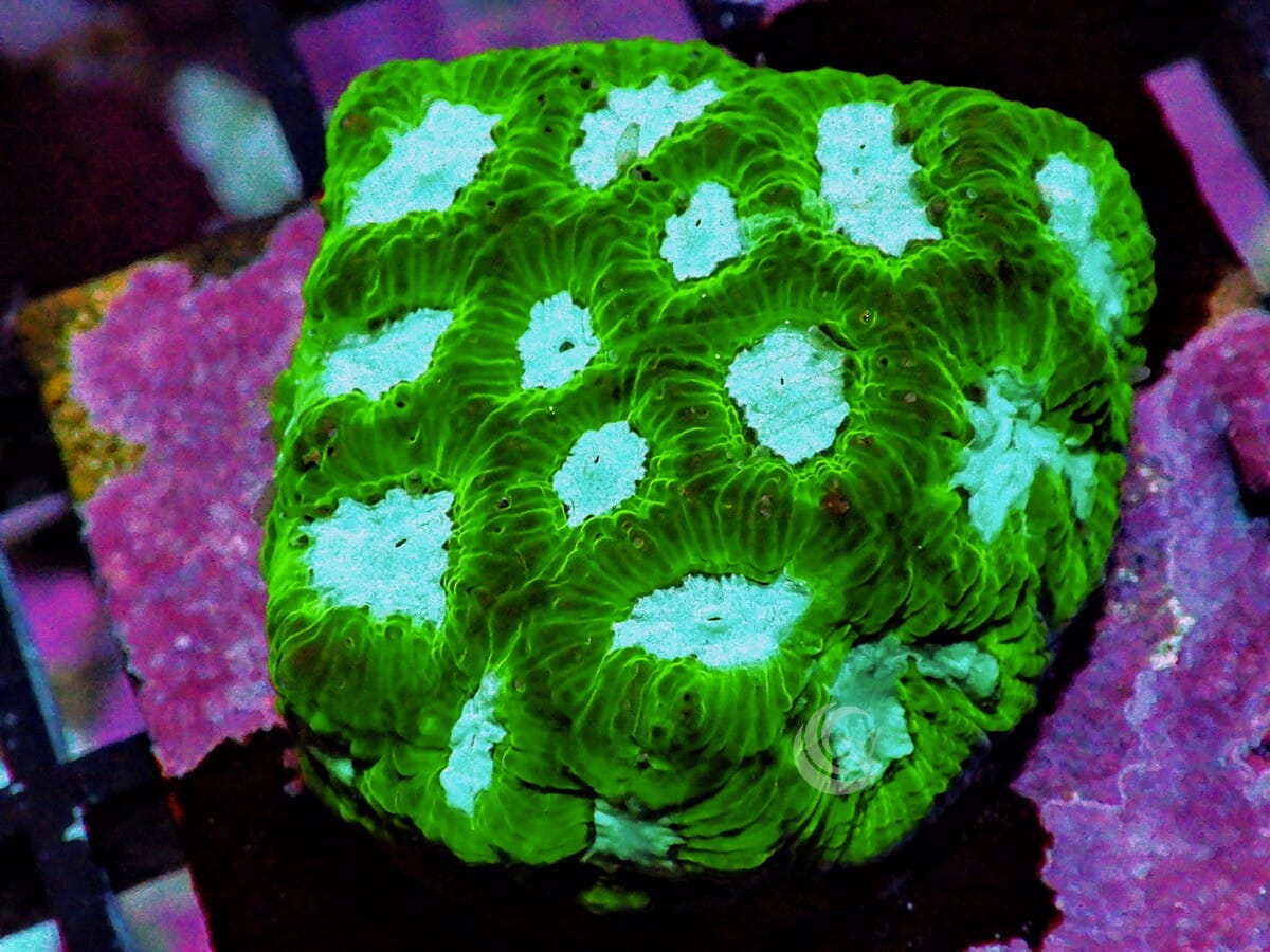 Blue Green Pleiastrea