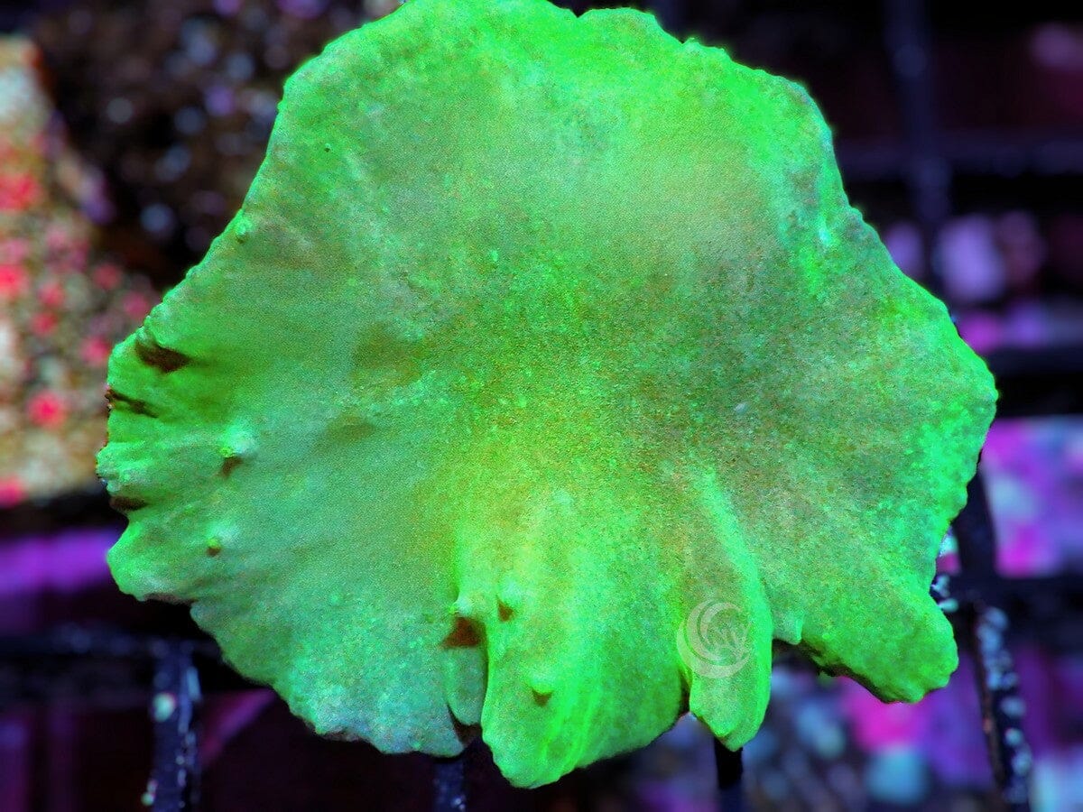 Green Cabbage Leather