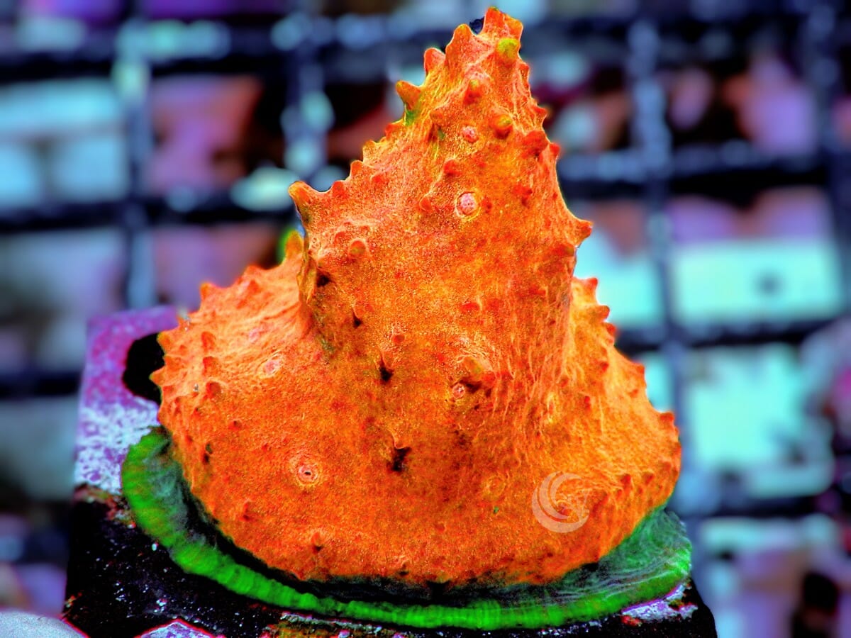 Fade to Glory Chalice