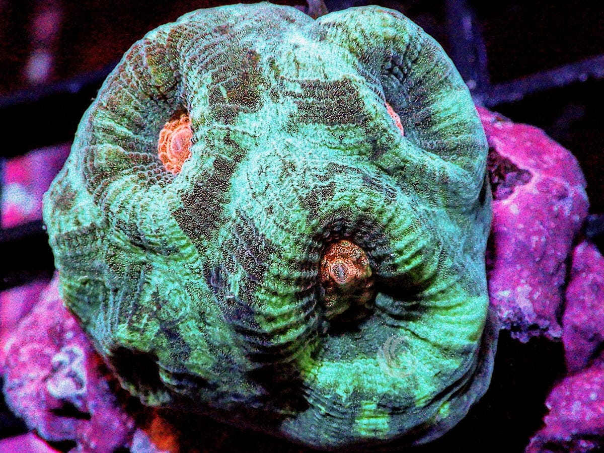 Varigated Orange Moon Favia