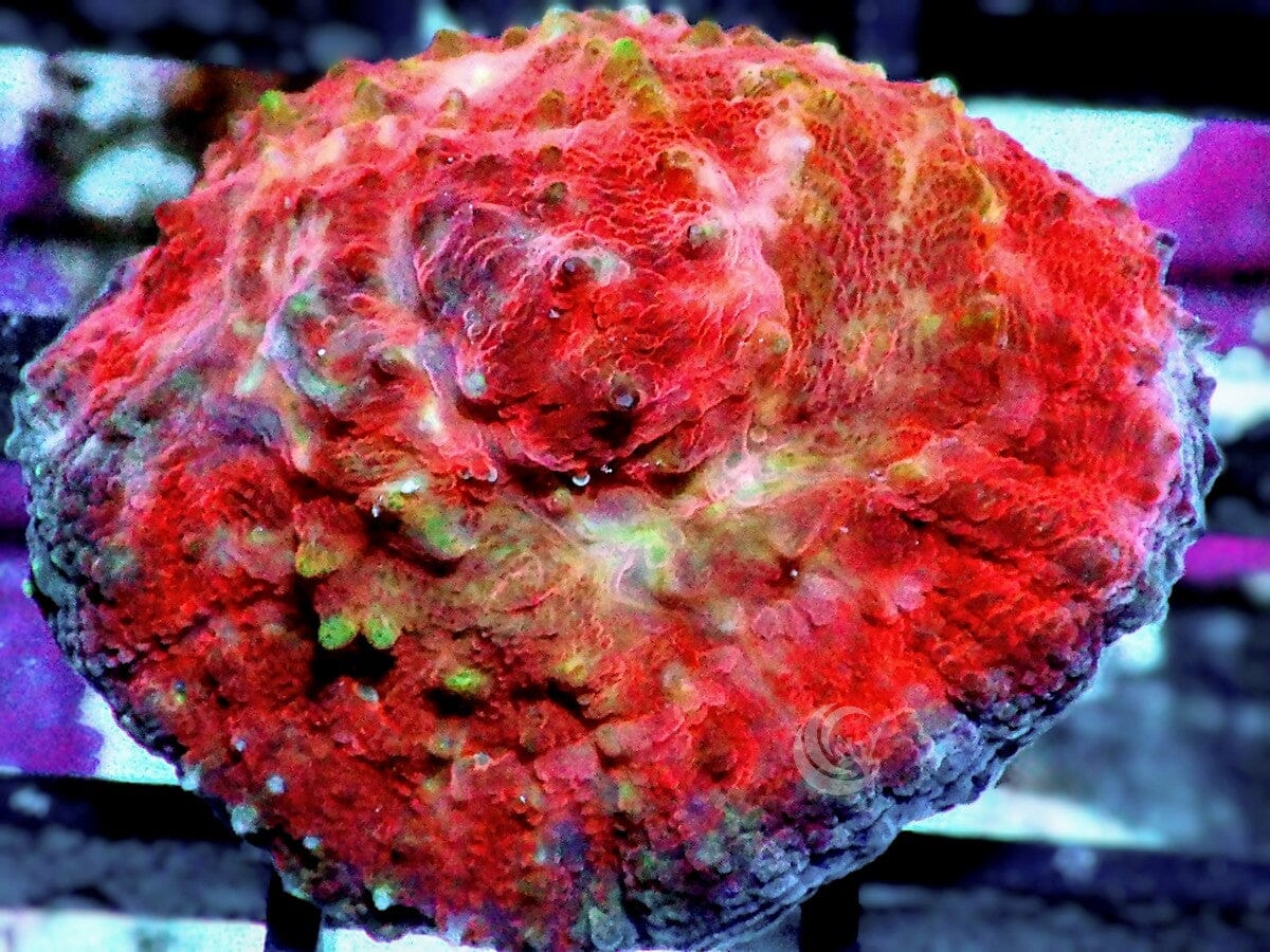 Red Velvet Australomussa