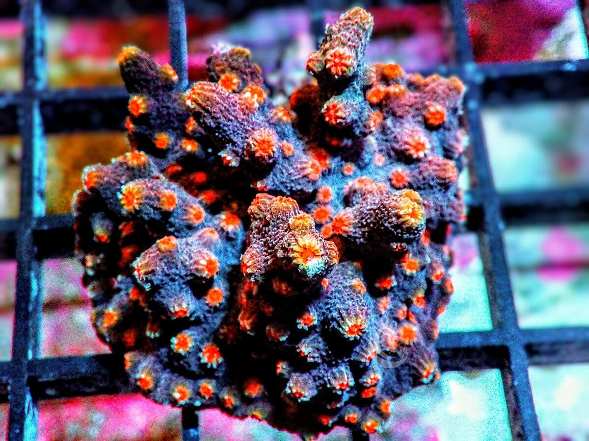 Spiked Halloween Cyphastrea