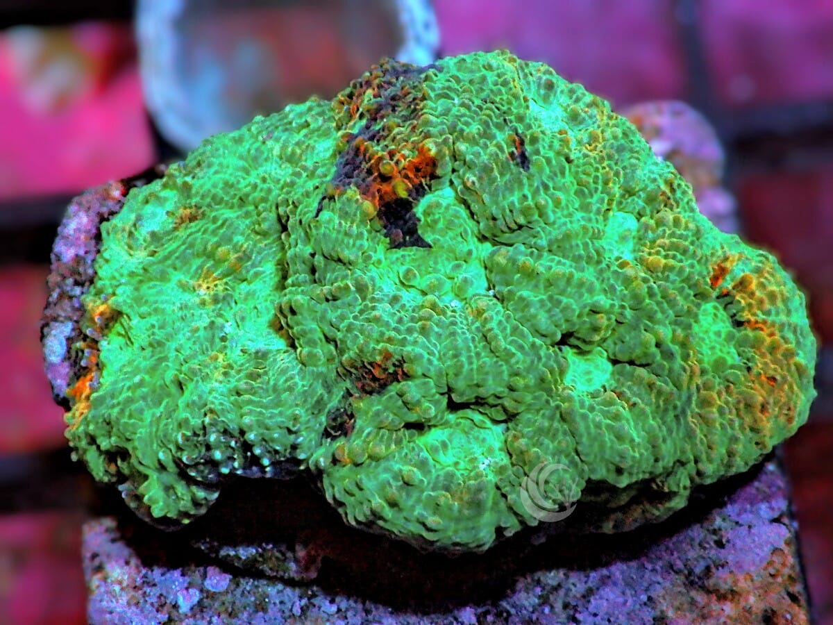 Orange Splashed Acan echinata