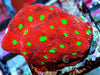 Ultra War Coral Favites