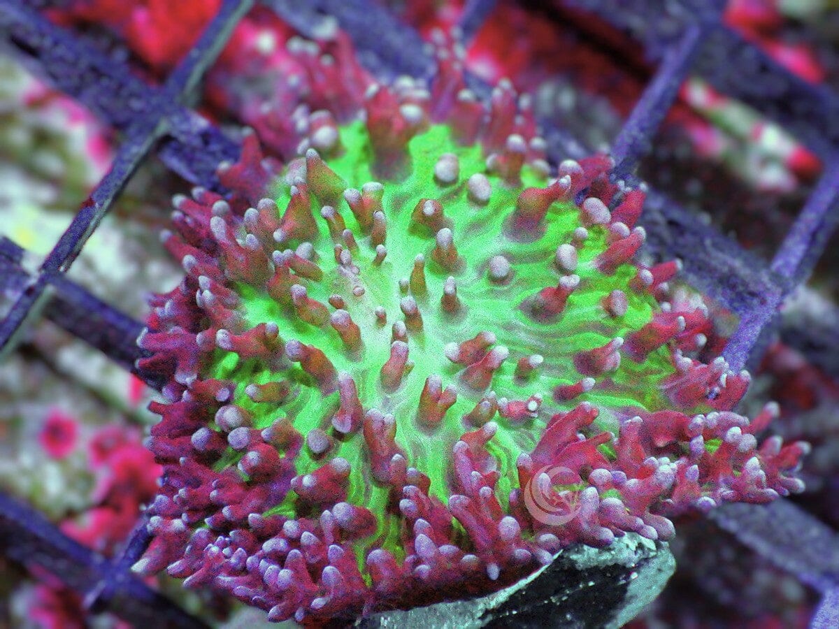 Lavender tip Hairy Mushroom
