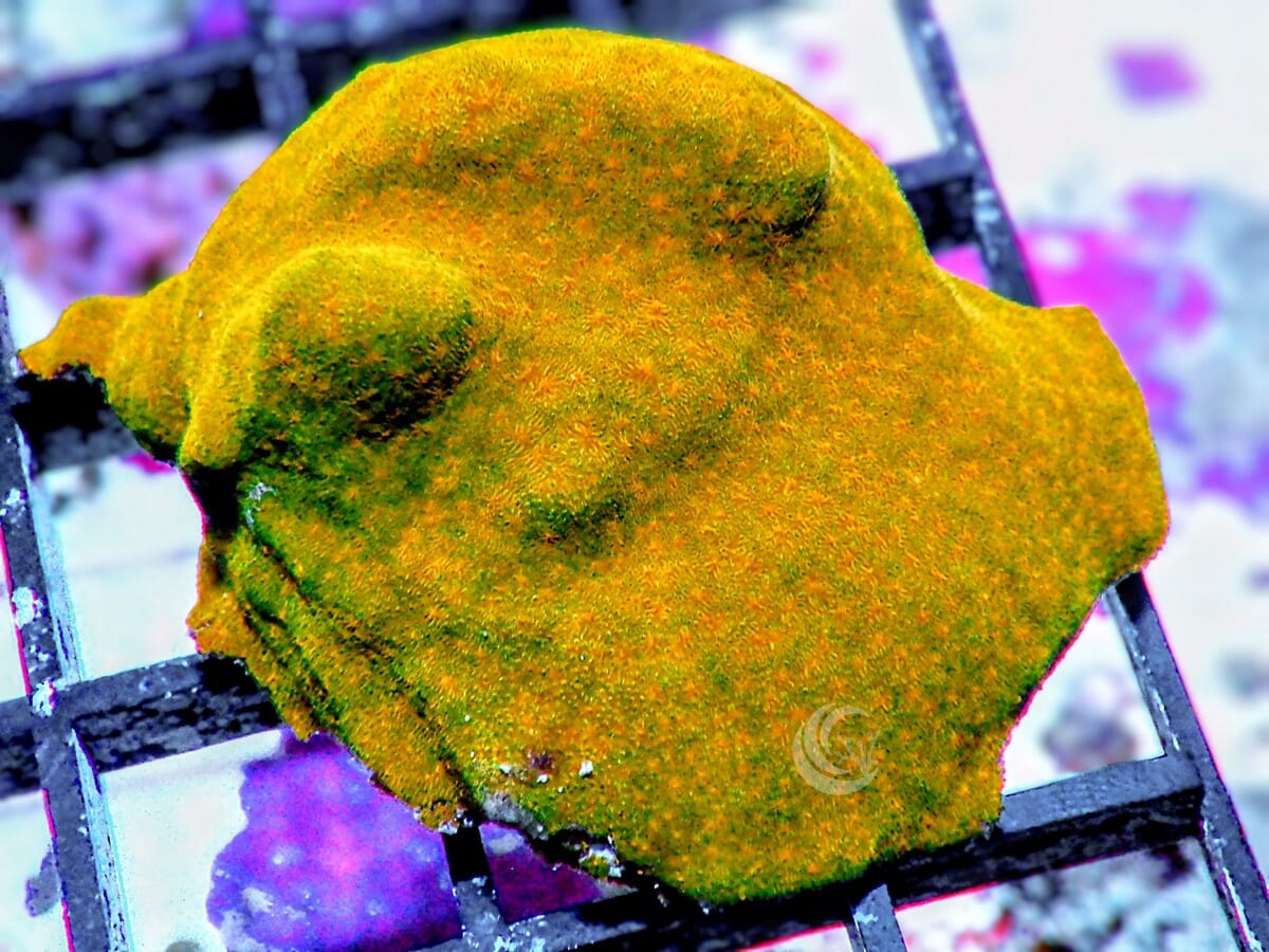 Pumpkin Spice Psammacora