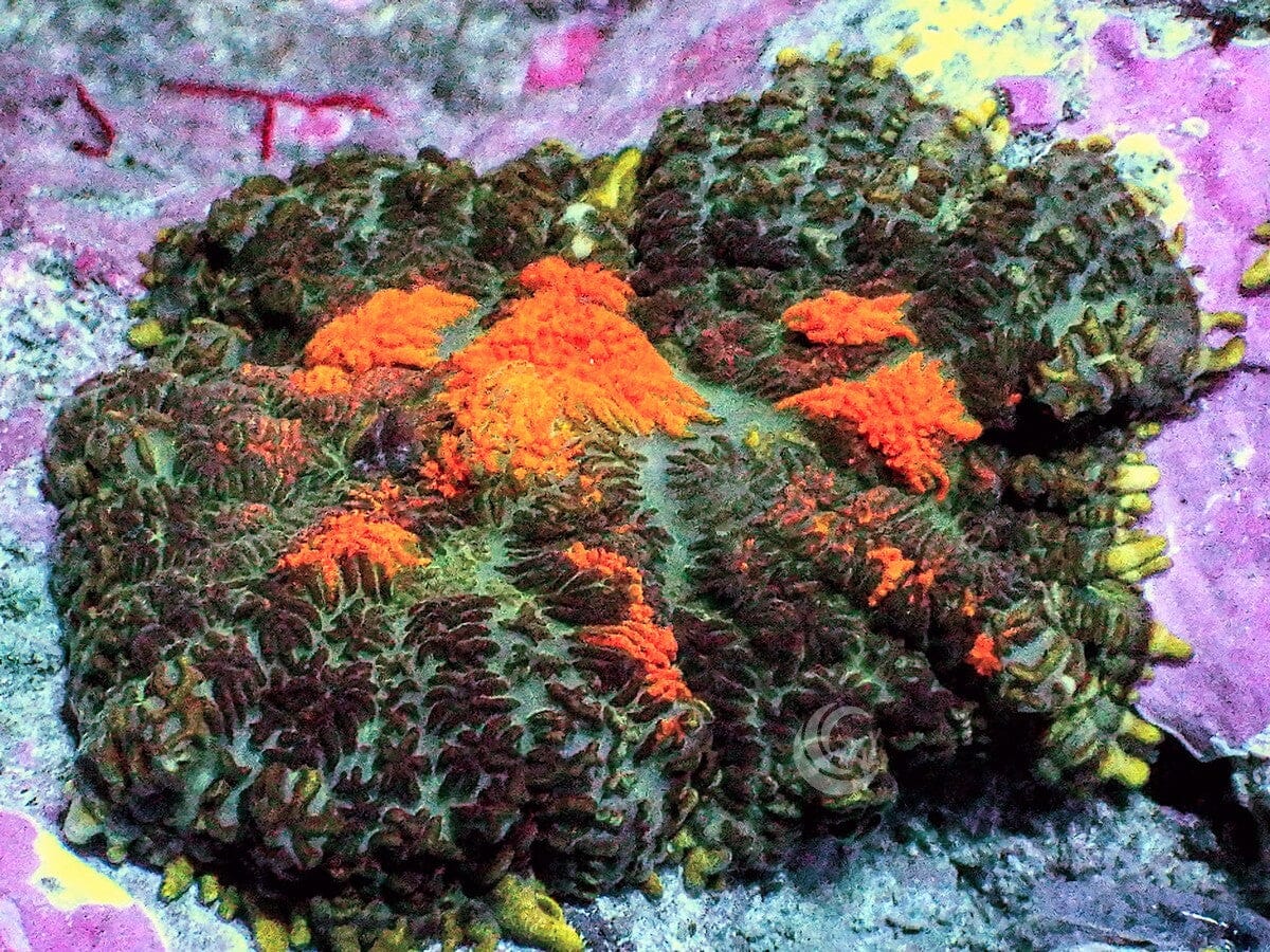 Orange Bubbling Cauldron Rhodactis Mushroom