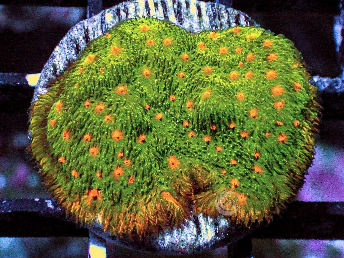 Pumpkin Patch Psammacora