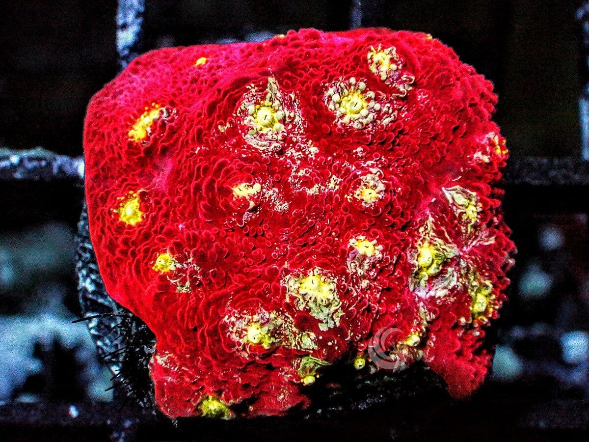 Swirling Yellow Butterflies Chalice