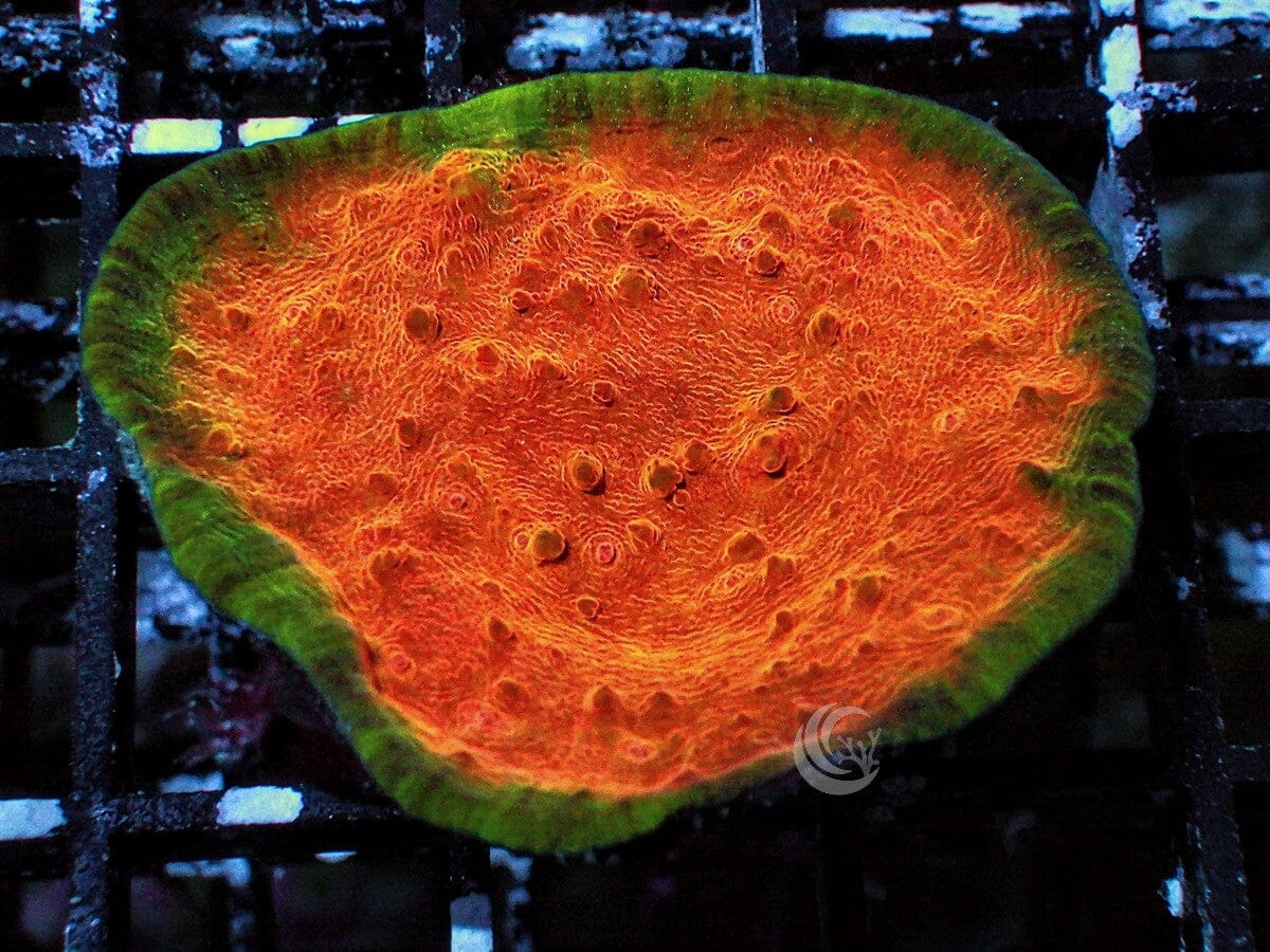 Fade to Glory Chalice