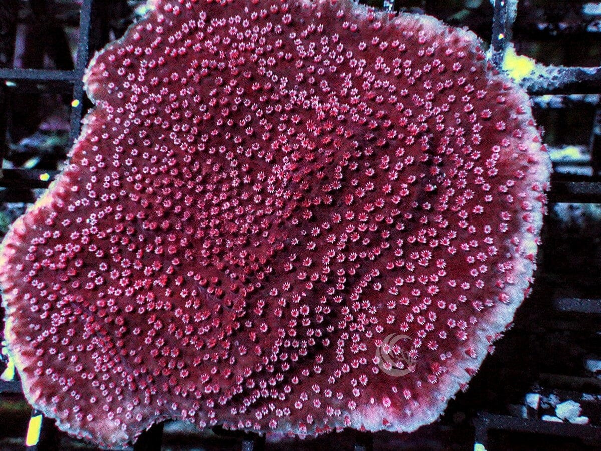 Pink Polyp Plating Montipora