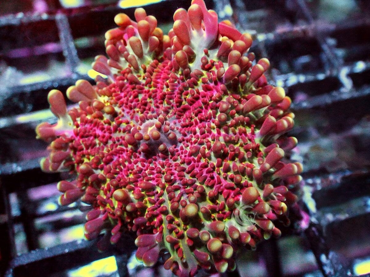 Maroon Ricordea yuma