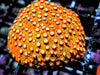 Super Orange Cyphastrea