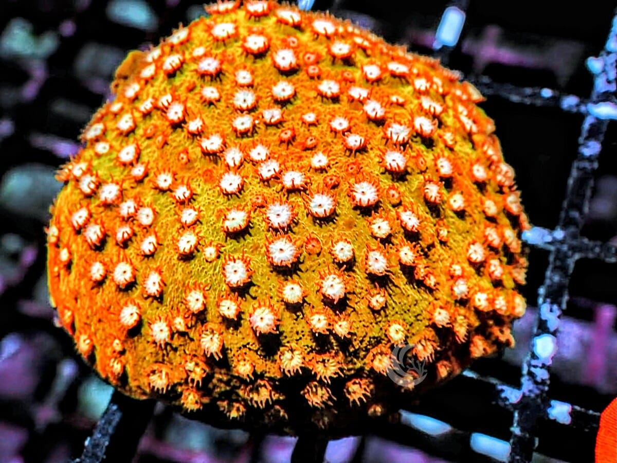 Super Orange Cyphastrea