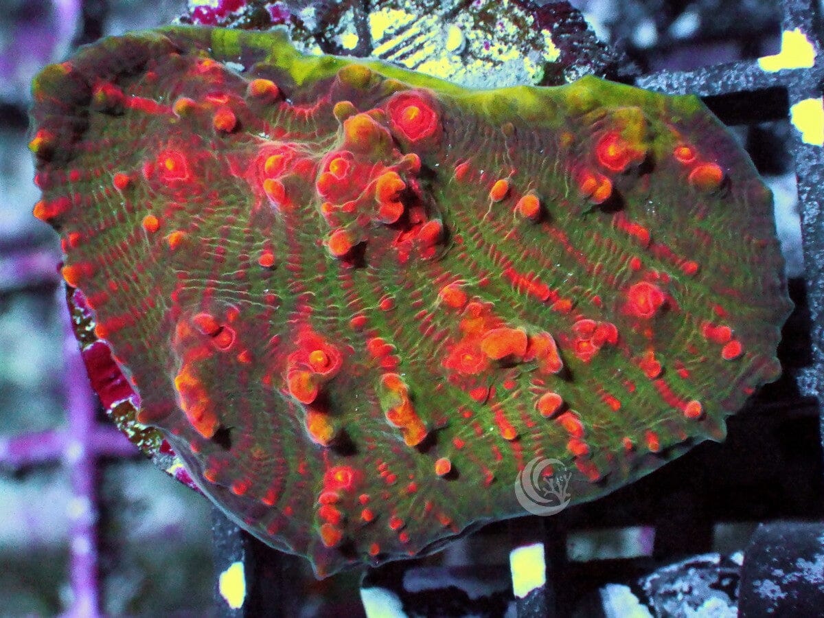 Lime rim Flaming Chalice